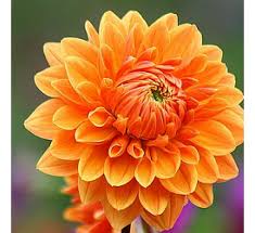 Dahlia - Orange